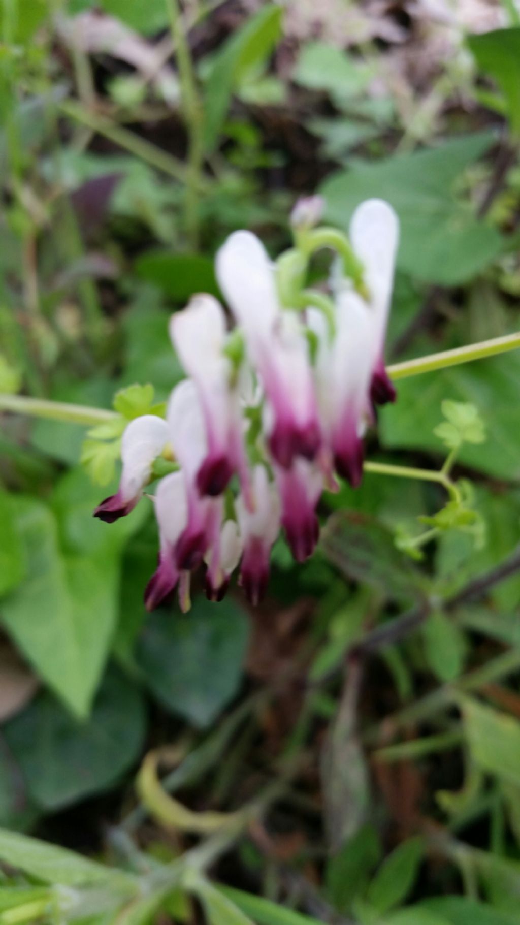 Fumaria sp. (Papaveraceae)